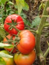 Ripening red tomatoes growing on a vine in a vegetable garden. Organic vegetables in the garden close-up Royalty Free Stock Photo