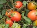 Ripening red tomatoes growing on a vine in a vegetable garden. Organic vegetables in the garden close-up Royalty Free Stock Photo