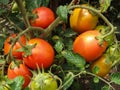 Ripening red tomatoes growing on a vine in a vegetable garden. Organic vegetables in the garden close-up Royalty Free Stock Photo