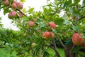 Ripening red and yellow apples on apple tree in garden Royalty Free Stock Photo