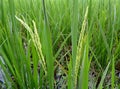 Ripening rice in the green paddy field of Nakhon Ratchasima province