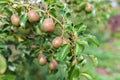 ripening ripe beautiful juicy fruit pears on a branch, pear tree Royalty Free Stock Photo