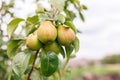 ripening ripe beautiful juicy fruit pears on a branch, pear tree Royalty Free Stock Photo