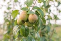 ripening ripe beautiful juicy fruit pears on a branch, pear tree Royalty Free Stock Photo