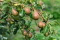 Ripening ripe beautiful juicy fruit pears on a branch, pear tree Royalty Free Stock Photo