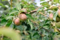 Ripening ripe beautiful juicy fruit pears on a branch, pear tree Royalty Free Stock Photo