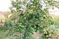 Ripening ripe beautiful juicy fruit pears on a branch, pear tree Royalty Free Stock Photo