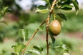 ripening ripe beautiful juicy fruit pears on a branch, pear tree Royalty Free Stock Photo