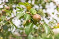 ripening ripe beautiful juicy fruit pears on a branch, pear tree Royalty Free Stock Photo