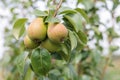 ripening ripe beautiful juicy fruit pears on a branch, pear tree Royalty Free Stock Photo