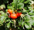 Ripening Rosehips