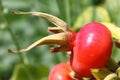 Ripening rosehips Royalty Free Stock Photo