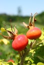 Ripening rosehips Royalty Free Stock Photo
