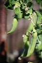 Ripening rustic garden green pea pods, fruit, vegetable, among green leaves on a branch of a plant.