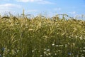 Ripening rye in the field Royalty Free Stock Photo