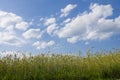 Ripening rye in the field. Royalty Free Stock Photo