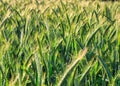 Ripening rye in the field on a sunny day, Poland Royalty Free Stock Photo