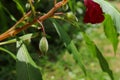 A ripening seed capsule of a red verity of Garden balsam plant