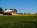 Ripening Soybean Field in Front of a Red Barn Royalty Free Stock Photo