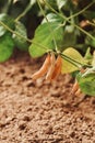 Ripening soybean pods on plantation Royalty Free Stock Photo