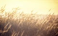 Ripening spikelets of golden wheat field on the sunset. sun rays