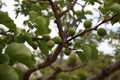 ripening spring fruit on a lush green apricot tree on an organic farm in rural New South Wales, Australia