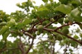 ripening spring fruit on a lush green apricot tree on an organic farm in rural New South Wales, Australia