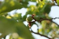 ripening spring fruit on a lush green apricot tree on an organic farm in rural New South Wales, Australia