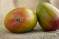 Ripening stone fruits mangoes spread on light brown jute background, product of plant mangifera, green red color Royalty Free Stock Photo