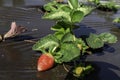 Ripening strawberries berries on an agricultural field