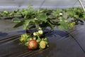 Ripening strawberries berries on an agricultural field