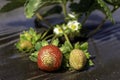 Ripening strawberries berries on an agricultural field