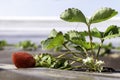 Ripening strawberries berries on an agricultural field