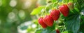 Ripening strawberries on bush under sunlight.