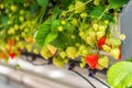 Ripening strawberries grown without soil in modern Dutch horticulture business