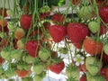 Ripening of strawberries from hydroponically cultivated plants at a convenient picking height in specialized Dutch Royalty Free Stock Photo