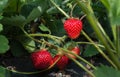 Ripening strawberries