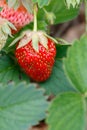 Ripening strawberries