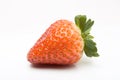 Ripening Strawberry Royalty Free Stock Photo