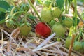 Ripening strawberry on the background of unripe berries. A bunch of unripe strawberries