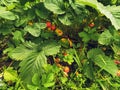 Ripening strawberry on the background of unripe berries. A bunch of unripe strawberries among green foliage