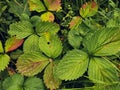 Ripening strawberry on the background of unripe berries. A bunch of unripe strawberries among green foliage Royalty Free Stock Photo