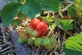 Ripening strawberry on the background of unripe berries. A bunch of unripe strawberries among green foliage