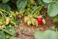 Ripening strawberry. Juicy green foliage.