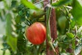 Ripening in the sun on a bush blushing beautiful juicy large tomato, growing tomatoes, vegetable Royalty Free Stock Photo