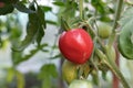 Ripening in the sun on a bush blushing beautiful juicy large tomato, growing tomatoes, vegetable Royalty Free Stock Photo