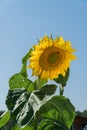 Ripening sunflower on a summer day. The bee is sitting on the sunflower Royalty Free Stock Photo