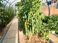 Ripening sweet peppers and tomatoes in greenhouse Royalty Free Stock Photo