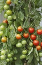 Ripening Tomato Plant