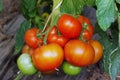 Ripening tomatoes Royalty Free Stock Photo